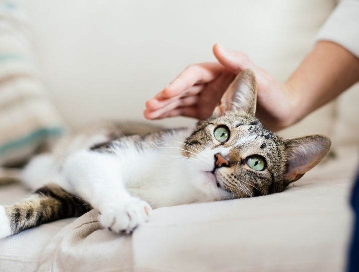 Preventive Care for Cats