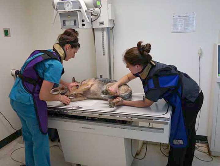 Pet Digital Radiology